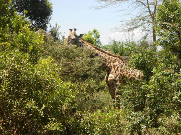 Giraffe im Arusha Nationalpark